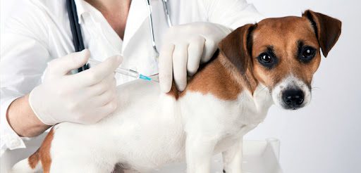 Cachoeiro: Dia D de vacinação contra raiva será realizado no município