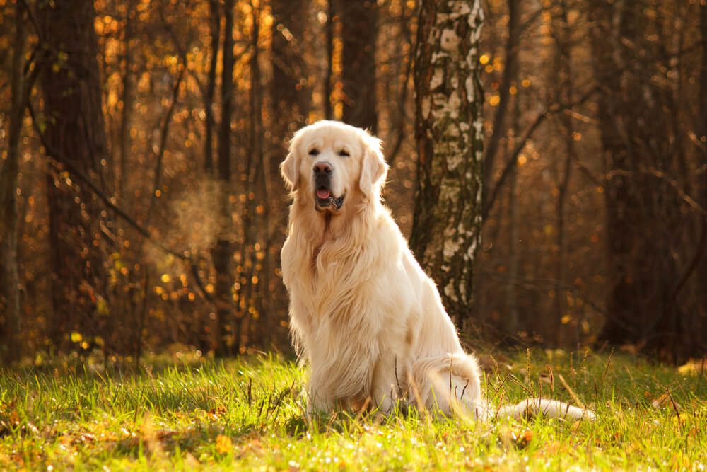Estudo mostra principais fatores para ter um cachorro menos agressivo