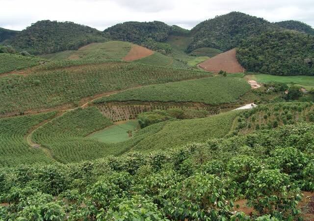 Aromas Exclusivos: Marechal Floriano Pode Ser Contemplada com Rota de Cafés Especiais