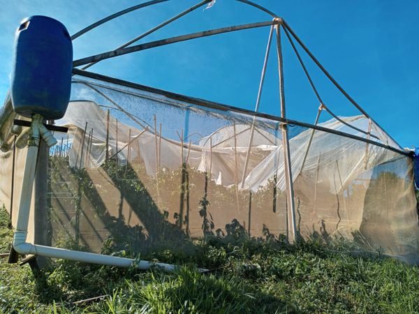 Devastação Agrícola: Temporal arrasa estufas de produtores em Venda Nova