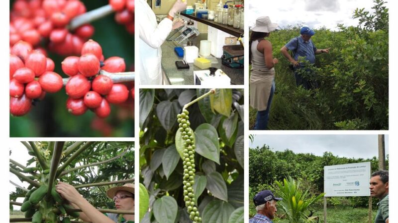Inovação no Campo: Incaper Impulsiona Pesquisa e Desenvolvimento Rural com 140 Projetos e R$ 26 Milhões de Investimento