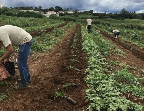 Plantio de Café: Engenheiro Orienta sobre a Preparação Adequada do Solo