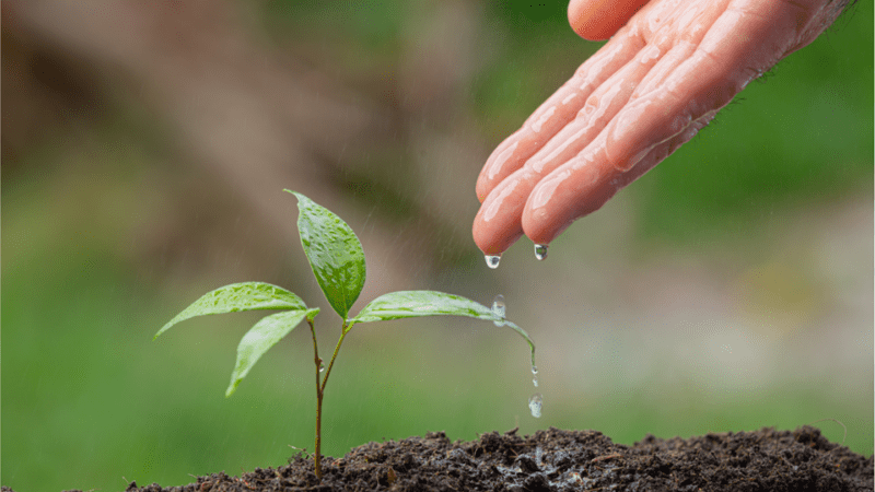 Alegre Abraça a Agricultura Sustentável na Feira Agroflorestal