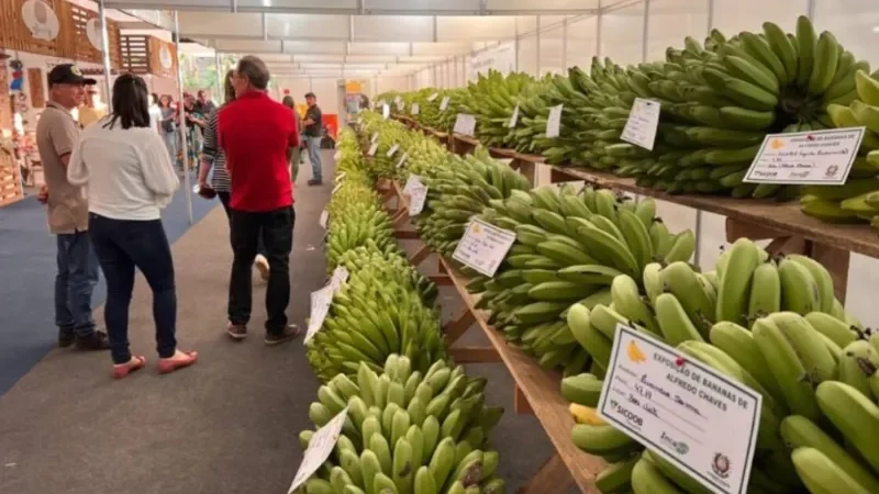Celebração da Agricultura: Festa da Banana Recebe Status de Patrimônio Cultural em Alfredo Chaves