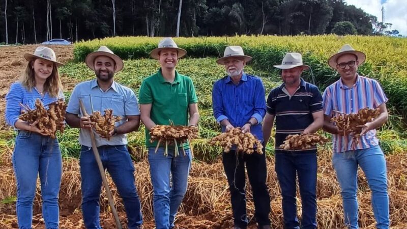 Abertura oficial da safra de 2024 celebra a cultura do gengibre