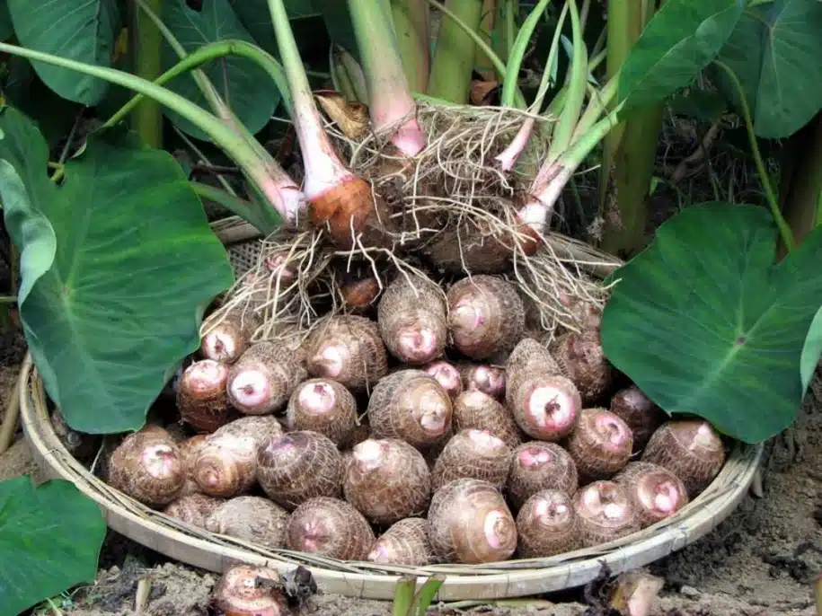 Alfredo Chaves pode se tornar a Capital Estadual do Inhame