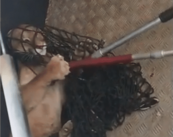 Onça-parda é resgatada após circular por ruas do Centro de Iconha