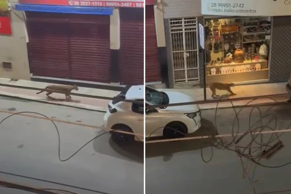 Onça-parda é flagrada nas ruas do Centro de Iconha e mobiliza operação de resgate