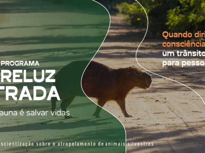 Programa Reluz na Estrada aposta em educação ambiental para zerar atropelamentos de animais nas estradas