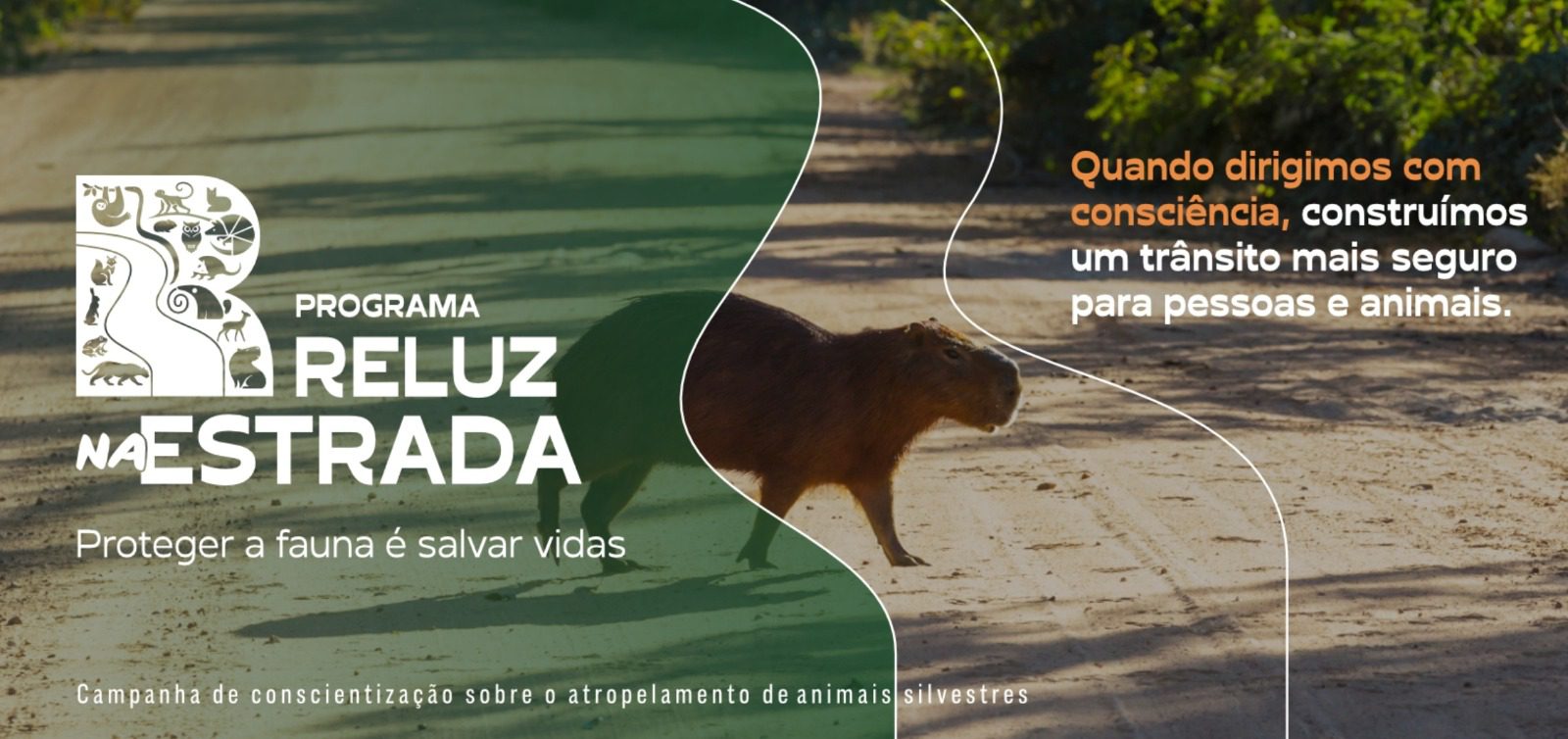 Programa Reluz na Estrada aposta em educação ambiental para zerar atropelamentos de animais nas estradas