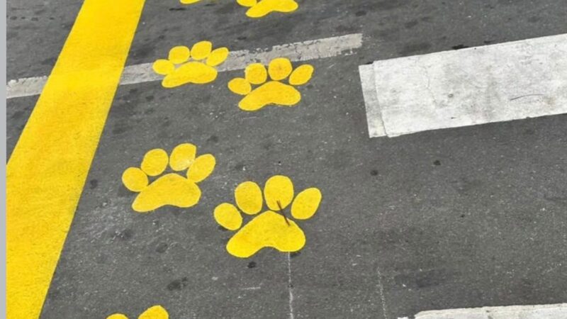 Primeira “patarela” do ES será realizada em Domingos Martins no dia 5 de junho