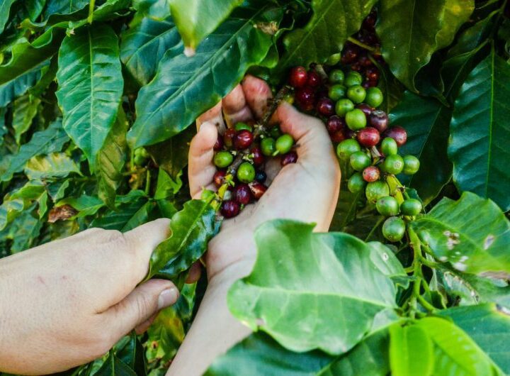 Prefeitura abre inscrições para concurso que vai premiar os melhores cafés Arábica e Conilon