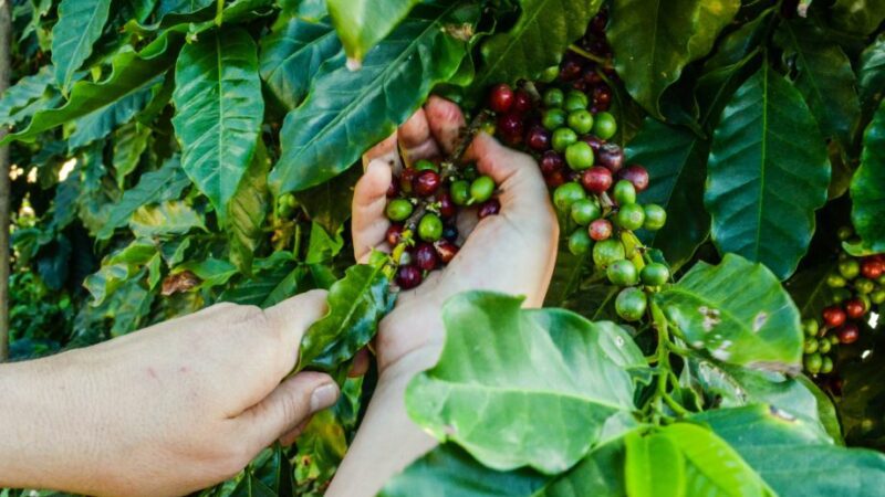 Prefeitura abre inscrições para concurso que vai premiar os melhores cafés Arábica e Conilon