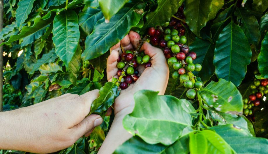 Prefeitura abre inscrições para concurso que vai premiar os melhores cafés Arábica e Conilon