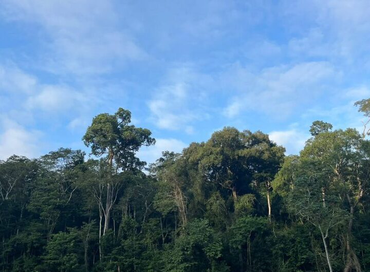 ICMBio se manifesta sobre morte de animais na Floresta Nacional de Pacotuba