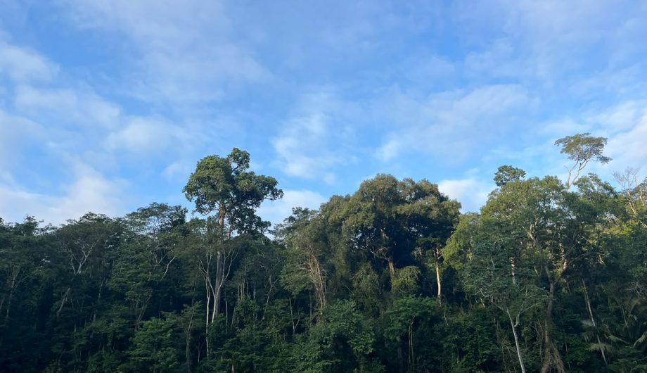ICMBio se manifesta sobre morte de animais na Floresta Nacional de Pacotuba