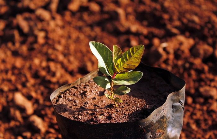 Meio ambiente: Itapemirim aperfeiçoa projeto em que a cada recém-nascido uma árvore é plantada