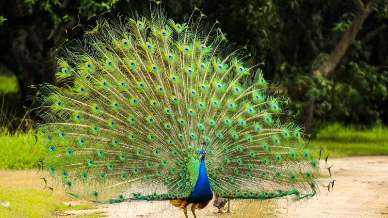 Itapemirim: Roteiro para visitação do Parque Ecológico é criado pela prefeitura