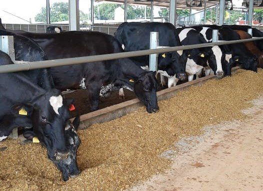 Modelo de programa de fomento para setor leiteiro é discutido por Bandes e Seag