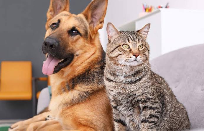 Itapemirim: Vacinação de cães e gatos contra a raiva vai até novembro