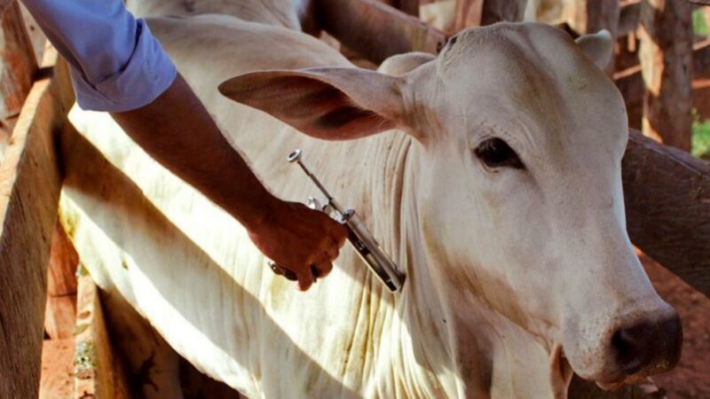 Febre aftosa: Campanha de vacinação começa na próxima segunda-feira