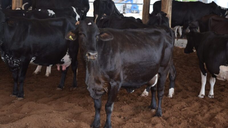 Cachoeiro: ExpoSul Rural Leite acontecerá neste mês em formato híbrido