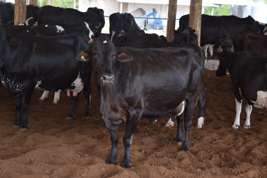 Cachoeiro: ExpoSul Rural Leite acontecerá neste mês em formato híbrido