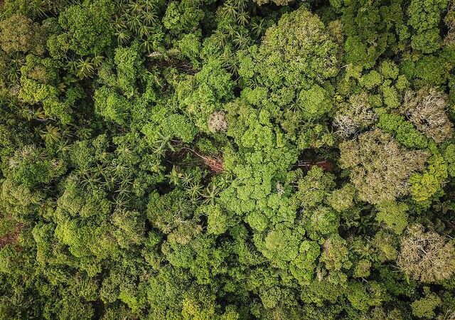 Itapemirim: Prefeitura faz doação de plantas nativas para arborização do município