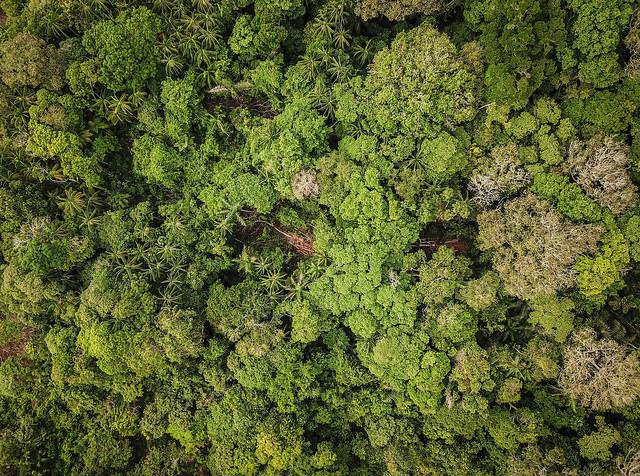 Itapemirim: Prefeitura faz doação de plantas nativas para arborização do município