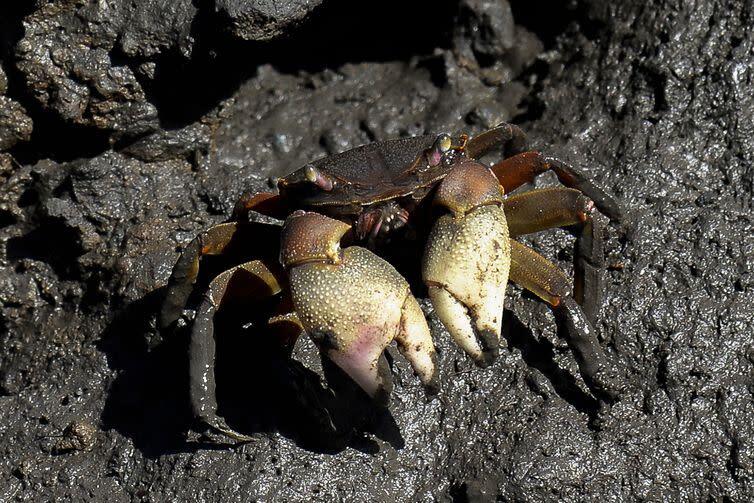 Anchieta: Catadores de caranguejo podem fazer cadastro para receber auxílio