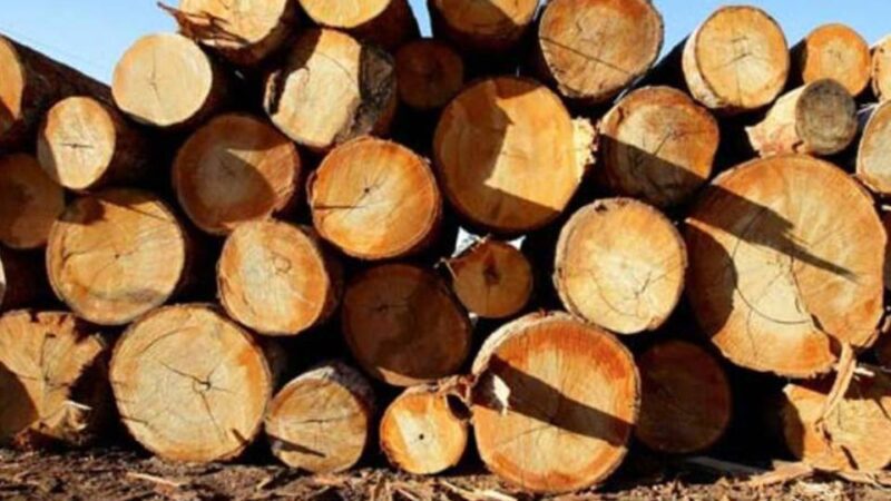 Duas cargas de madeira irregular são apreendidas pelo Idaf no sul do Estado