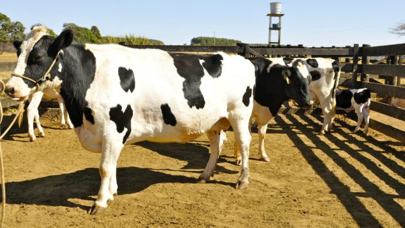 Mimoso do Sul: 37ª Expoagro começa no dia 24 de novembro