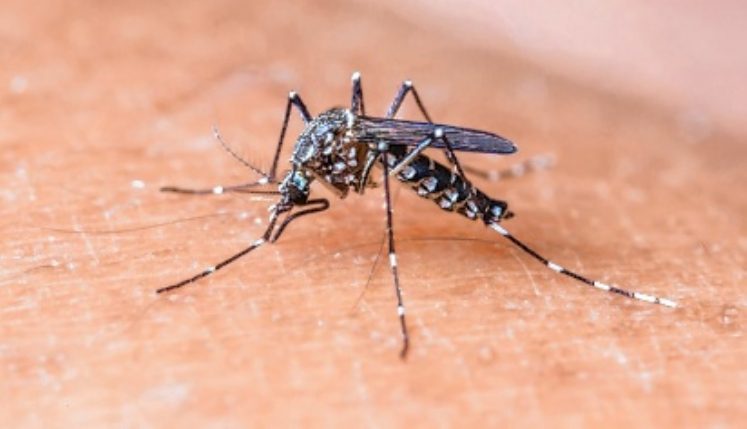 Presidente Kennedy: Prefeitura faz ação para combater dengue e chikungunya