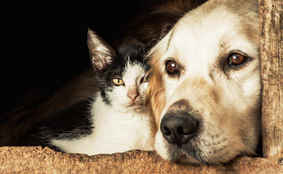 Itapemirim: Zoonoses da cidade disponibiliza 50 animais entre cães e gatos para doação