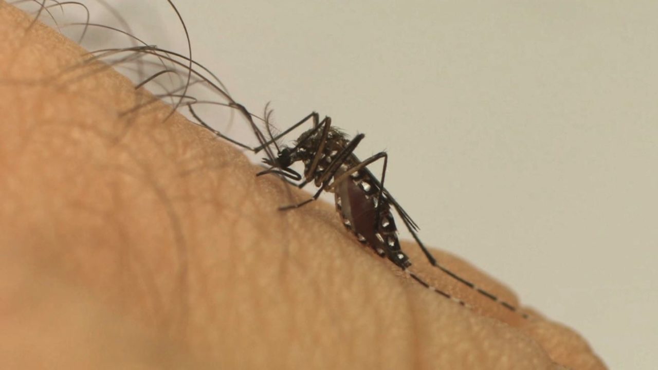 Crescem casos de chikungunya e caem números de dengue em 2021