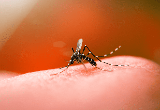 Anchieta: município faz alerta sobre cuidados contra dengue, zika e chuikungunya