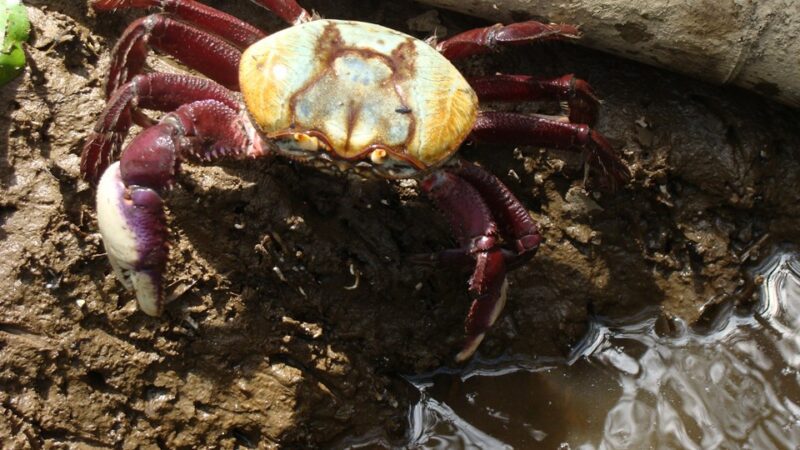 Anchieta: começa o período de defeso do caranguejo-uçá