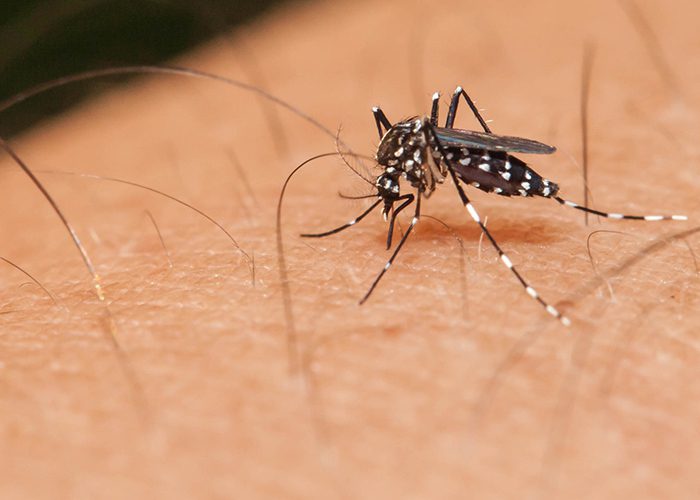 Cachoeiro: mais 8 bairros recebem ação de bloqueio de transmissão contra a dengue