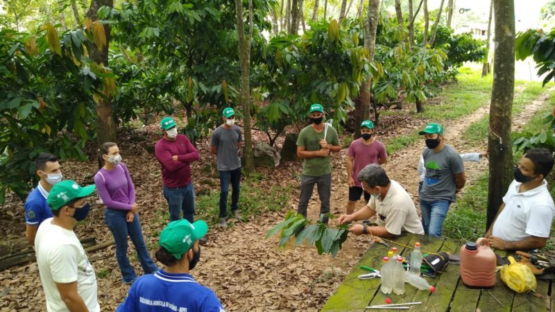 Anchieta: prefeitura oferece curso sobre enxertia de cacaueiros para produtores e técnicos