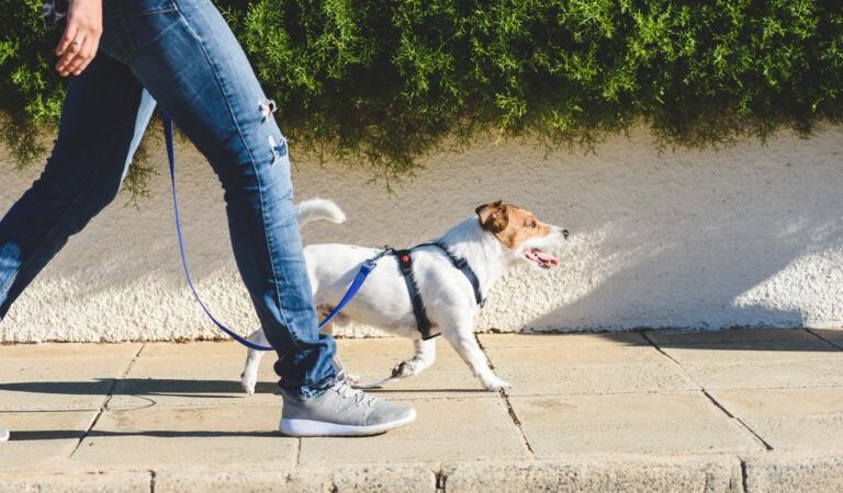 Lazer é essencial para a saúde e bem-estar dos pets