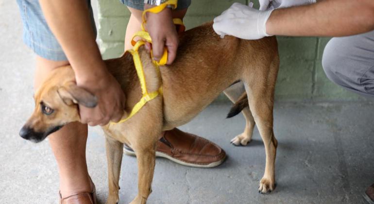Cariacica inicia vacinação antirrábica em cães e gatos na zona rural a partir desta quarta-feira (6)