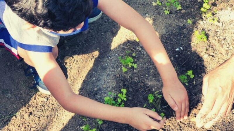 Vila Velha ​retorna Horta Escolar nas escolas