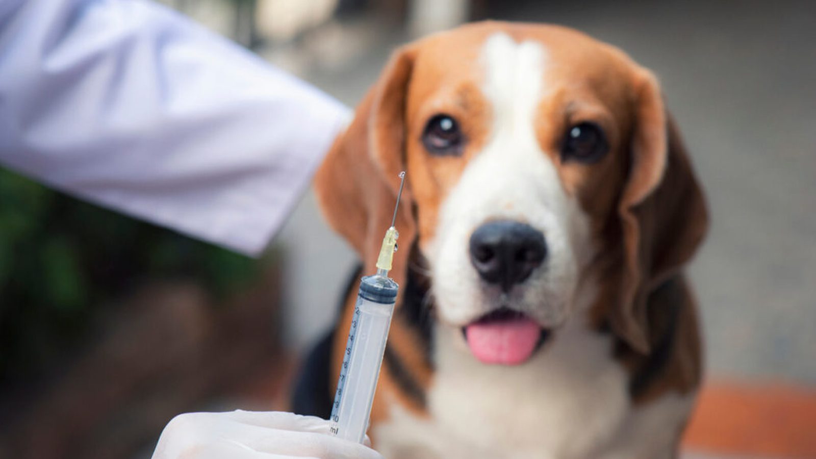 Cariacica realiza campanha de vacinação de cães e gatos em 37 bairros no próximo sábado (3)