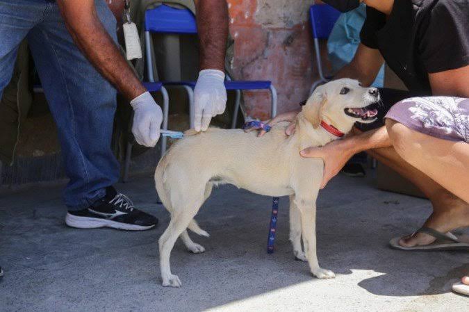 Serra divulga dias e horários para a vacinação de cães e gatos