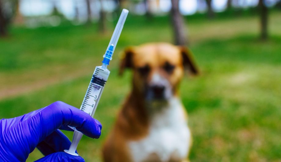 Campanha de vacinação antirrábica começa na próxima semana em Vitória