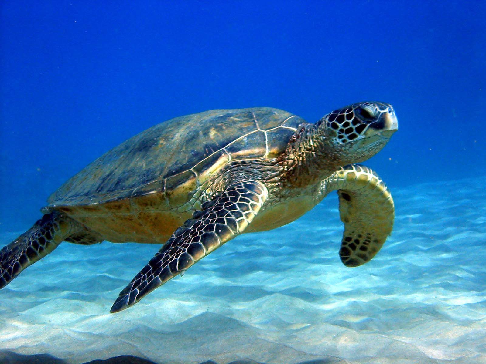 Serra faz limpeza em praia e educação ambiental em prol das tartarugas-cabeçudas