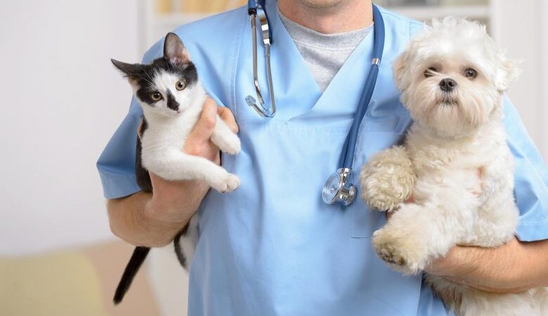 Primeiras castrações de cães e gatos do programa Cariacica Castra Legal começam nesta quinta-feira (15)