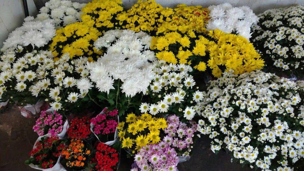 Procon Vitória divulga pesquisa de preços de flores e velas