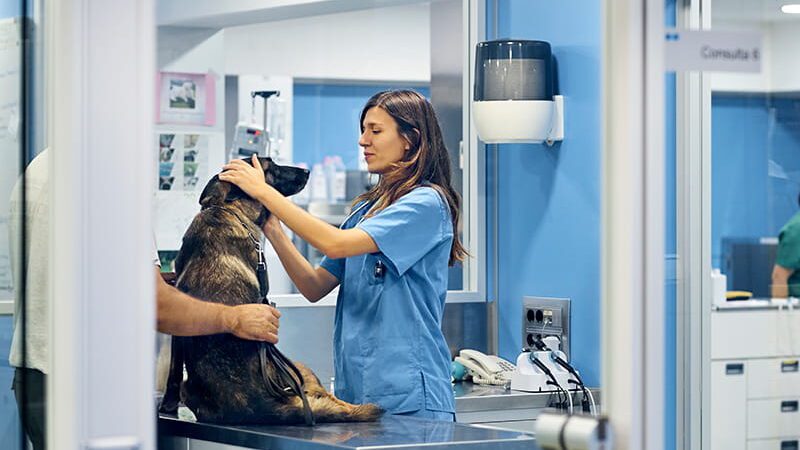 Ales: proposta autoriza acesso livre a clínicas veterinárias