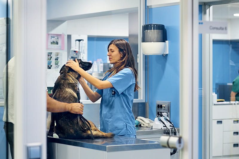Ales: proposta autoriza acesso livre a clínicas veterinárias